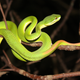 Illustration for article titled The World Is Running Out of an Essential Snakebite Anti-Venom